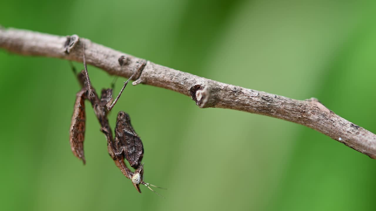거의 움직이지 않는 숲의 나뭇가지에 거꾸로 매달려 있는 사마귀 parablepharis kuhlii