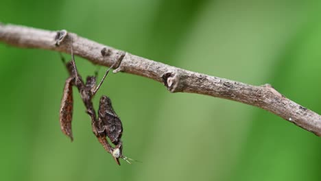 praying mantis parablepharis kuhlii hanging upside down on a branch in the forest hardly moving