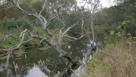 dead large fallen gum tree laying in an australian river