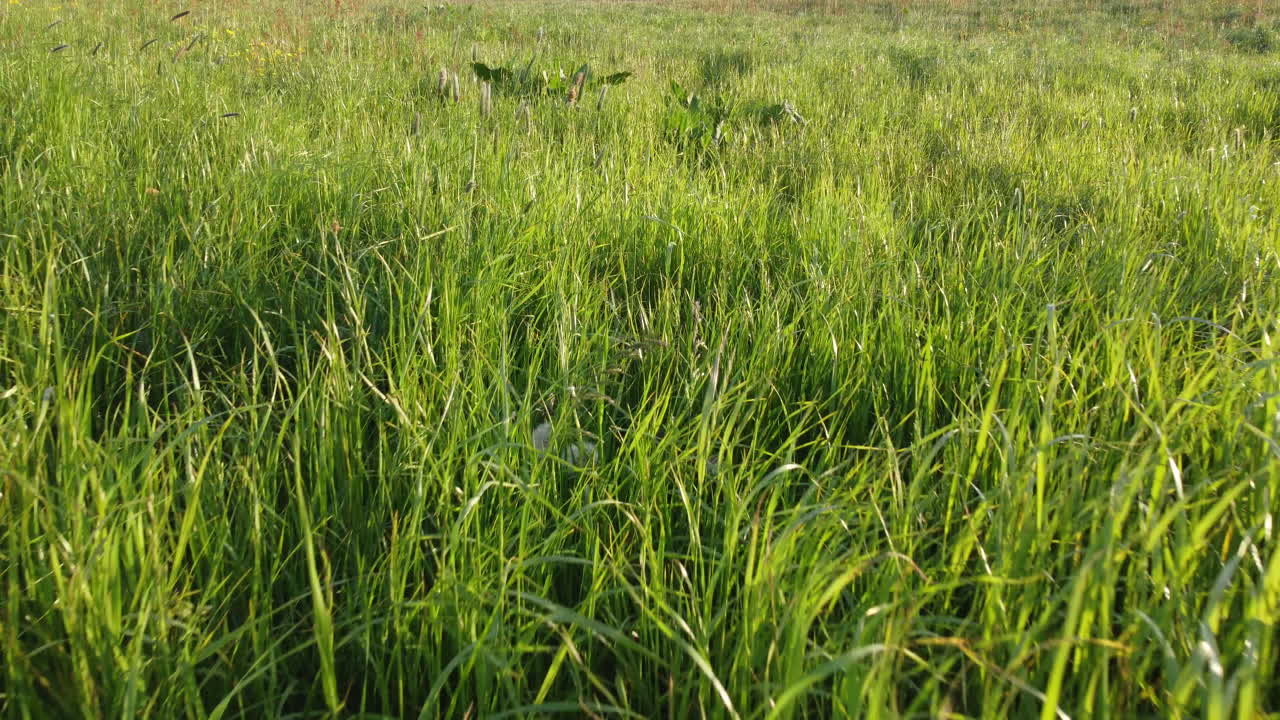 disparo de drone de barrido de un prado inglés