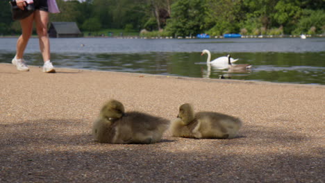 goose goslings resting under the shade of tree by the lake