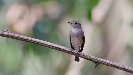 The-Asian-Brown-Flycatcher-is-a-small-passerine-bird-breeding-in-Japan,-Himalayas,-and-Siberia