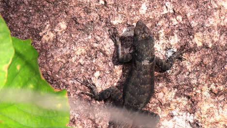lagarto de lava brasileño tomando el sol y cazando en una roca
