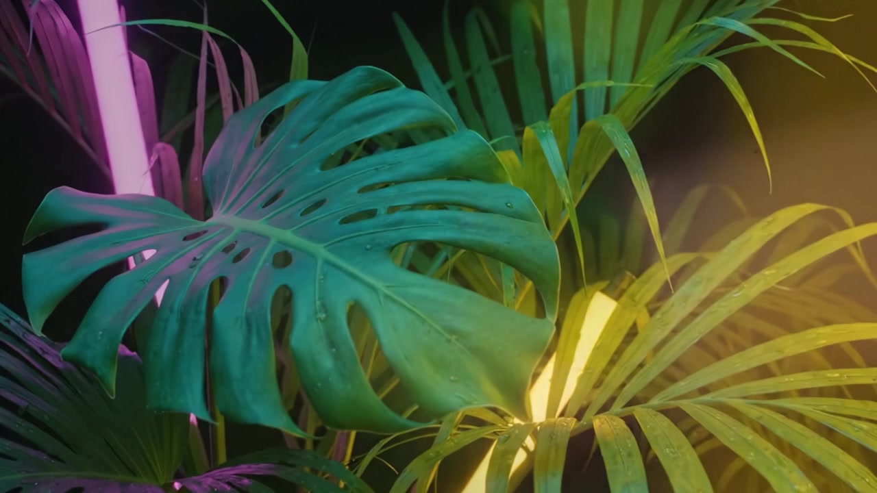 Un'affascinante esposizione di fogliame tropicale illuminata da vivaci luci al neon, che crea un'atmosfera incantevole di natura e arte moderna.