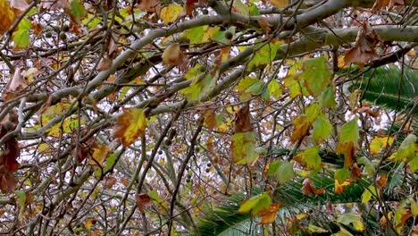 Autumn-Leaves-Blowing-In-The-Wind,-Viewed-From-Under-Tree