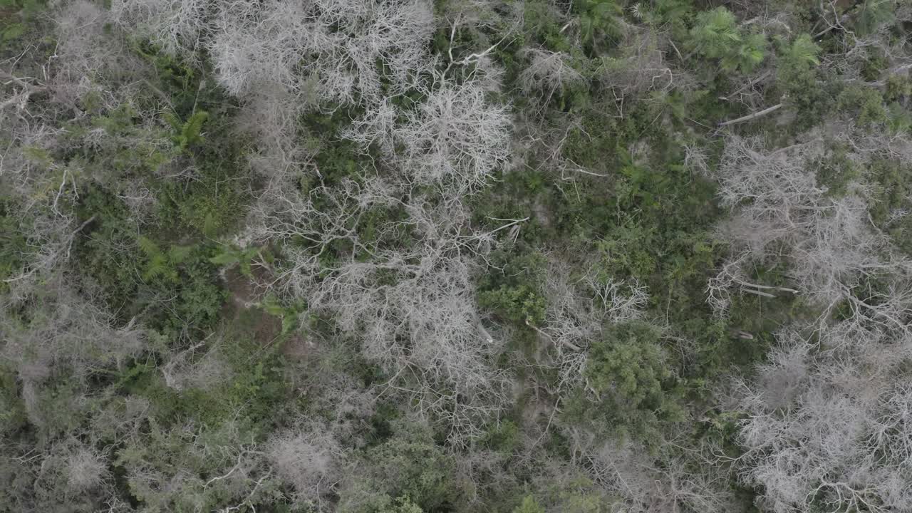 90 degrees down drone from recovering vegetation after fires at Pantanal