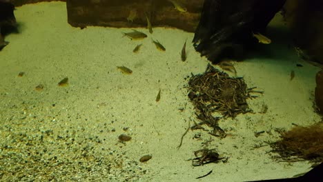 peces juncos y peces tetra de nariz roja