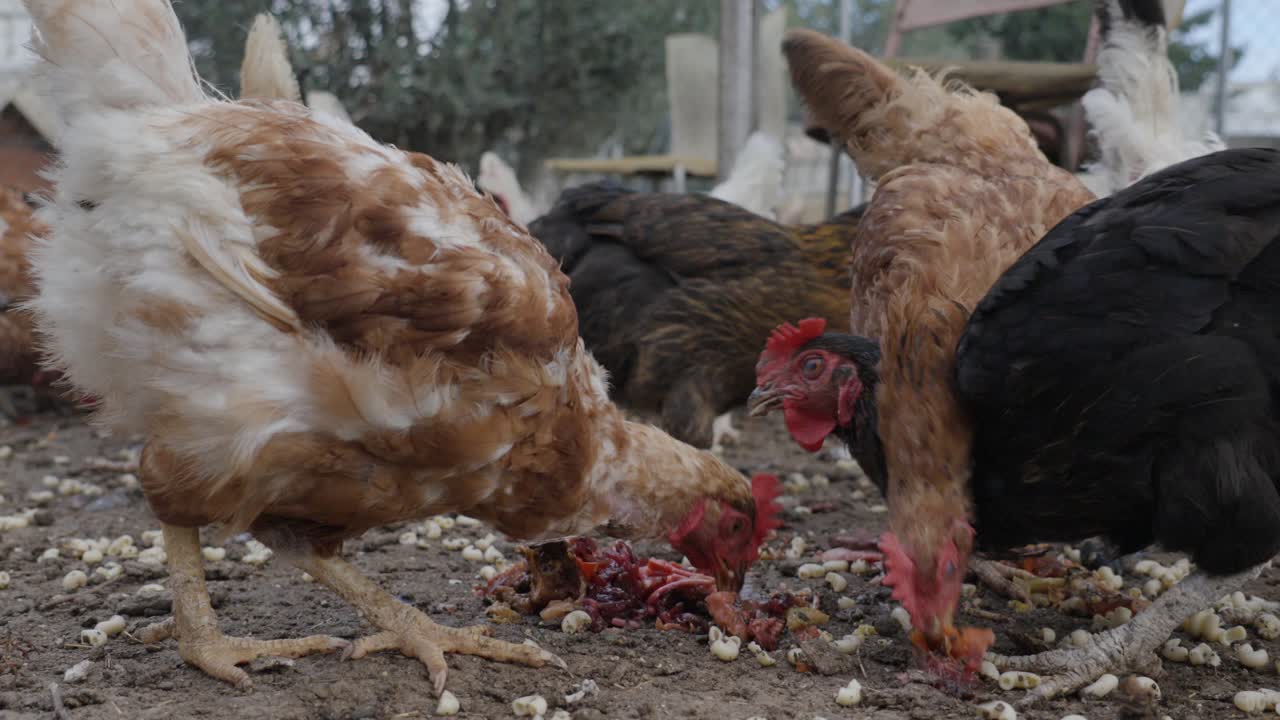 Chickens pecking at ground on the ranch. Farm