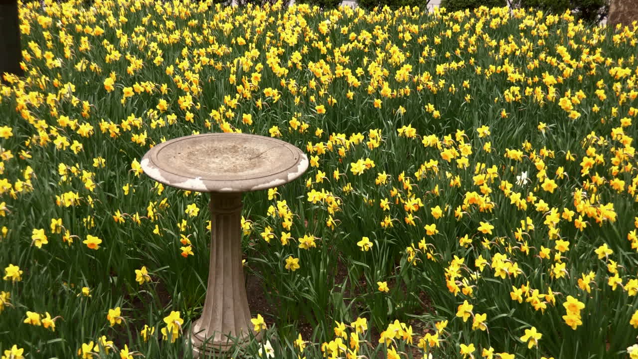 꽃이 피는 봄 꽃