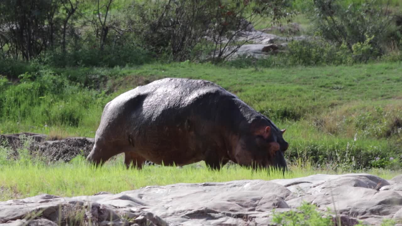 Large hippo with bad skin eats green grass at edge of bushveld river
