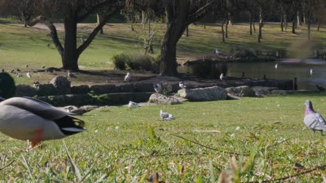 Männliche-Und-Weibliche-Stockenten-Im-Sonnigen-Park-Unter-Anderen-Vögeln-Im-Parque-Da-Paz-In-Almada,-Portugal