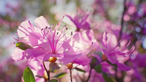 beautiful pink azaleas in bloom