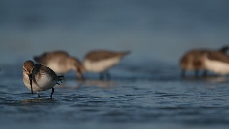 썰물 때 얕은 습지대에서 먹이를 찾아 방황하는 겨울새 curlew 도요새