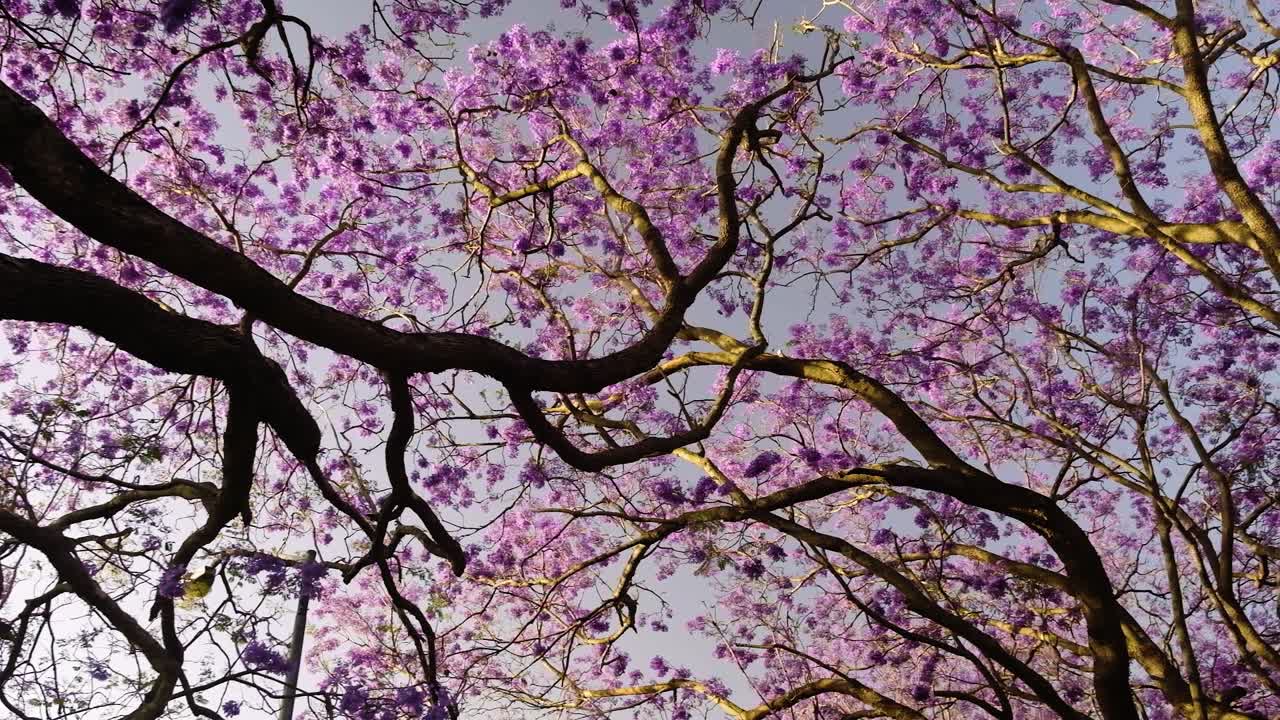 dosel de árboles de jacaranda con cielo azul - movimiento lento pan de izquierda a derecha