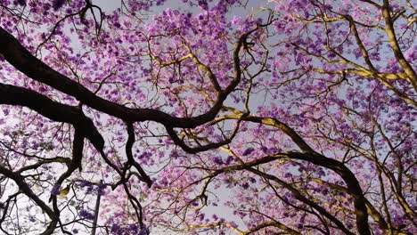 Baldachin-Von-Jacaranda-Bäumen-Mit-Blauem-Himmel---Zeitlupenschwenk-Von-Links-Nach-Rechts