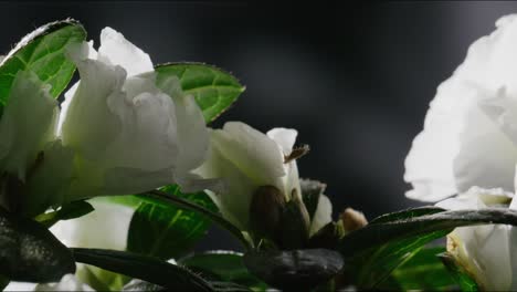 Luz-Del-Sol-Naciente-Pasando-A-Través-De-Una-Planta-Con-Flores-Blancas-Y-Hojas-Verdes