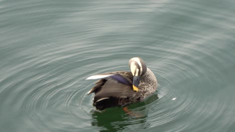 Pato-Salvaje-De-La-Isla-Nami-En-Primer-Plano-De-Agua