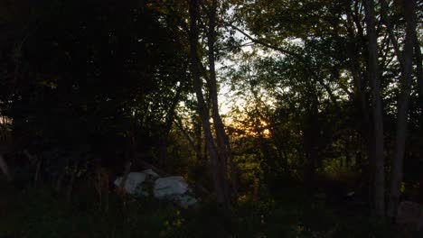 View-of-golden-sun-through-some-trees-and-bushes,-4K,-50fps