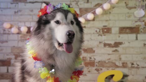 husky posing like a hawaii, is a very elegant dog,  alaska dog travel advertising, image of animals with warm tones and earth colors, brown, beige, white, yellow, hawaii flowers, brick background