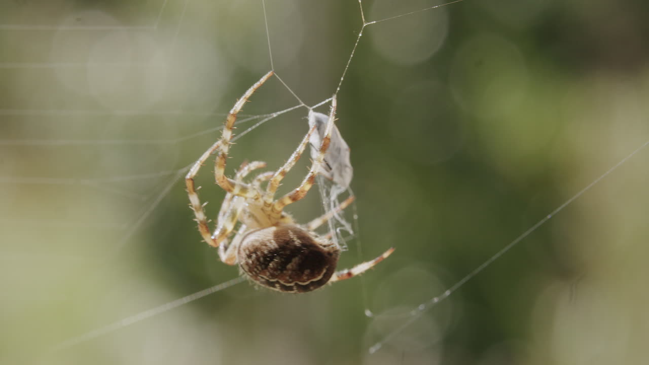 Macro shot of a spider actively spinning silk around a newly caught insect while hanging in its web