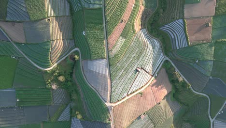 aerial top down view of green vegetable plantation on the hill