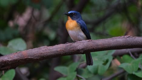 Mirando-Hacia-La-Izquierda-Chirriando-Mientras-La-Cámara-Se-Aleja-Y-Se-Desliza-Un-Poco-Hacia-La-Derecha,-Papamoscas-Azul-Indochino-Cyornis-Sumatrensis-Macho,-Tailandia