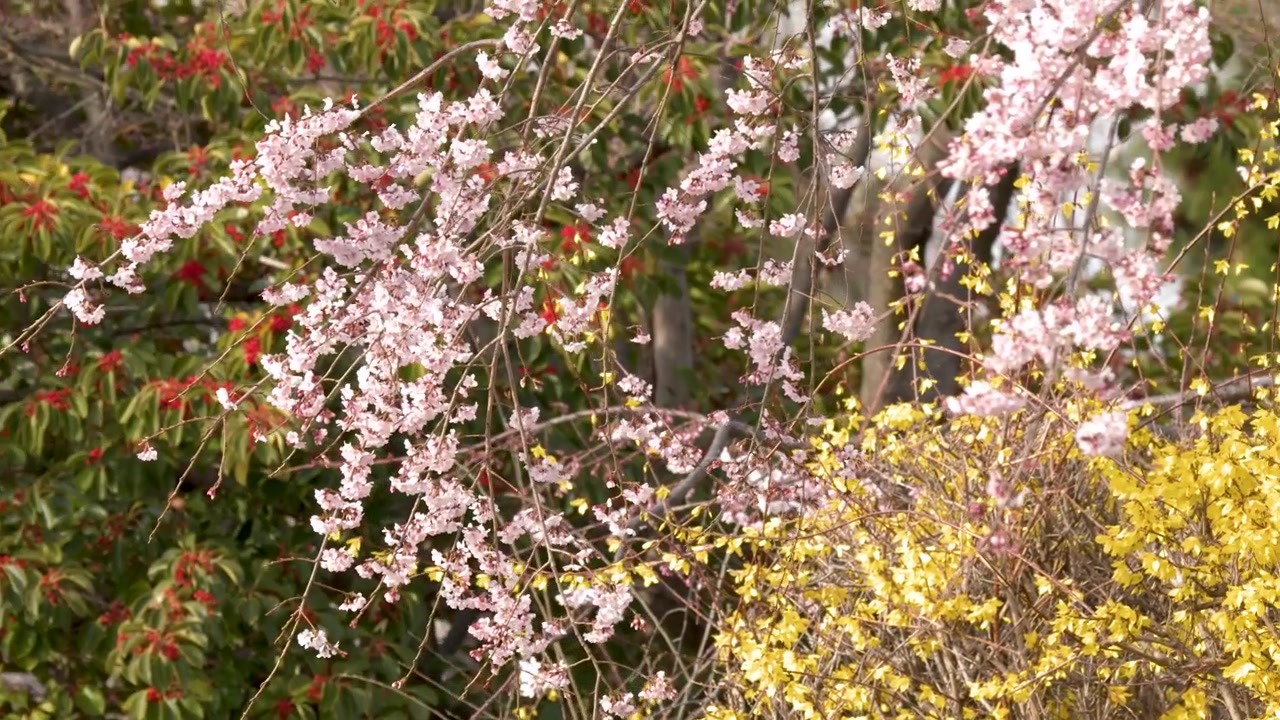 Static medium shot of blooming pink sakura branches and yellow forsythia in a Japanese garden.