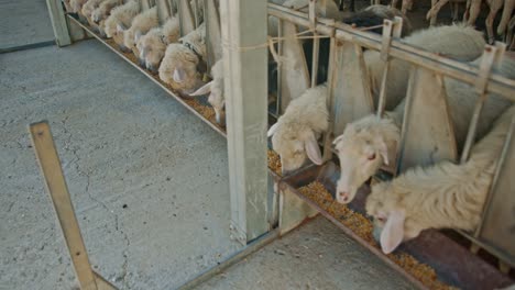 flock of sheep eating special food inside farmstead building