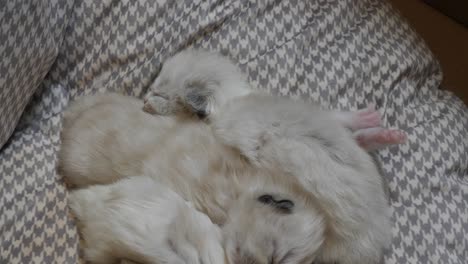 una camada de gatitos de muñecas acurrucadas durmiendo