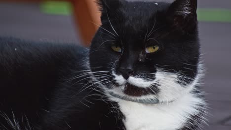 a closeup shot of a black and white female cat looking at a distance