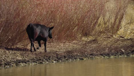 cow walking along reservoir, black heifer walking towards water