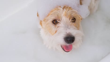 a jack russell terrier dog is standing in a bath of water and soapy suds. grooming procedure