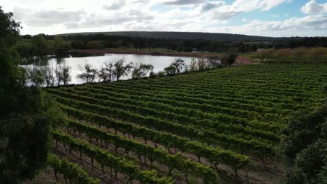 cherubino vineyard on lake shores in margaret river region, australia