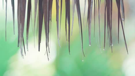 morning dew on brown palm tree leaves