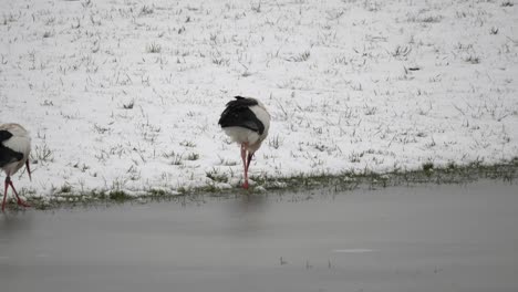 wild storks looking for food on snowy shore and frozen lake during cold winter day outdoors in nature