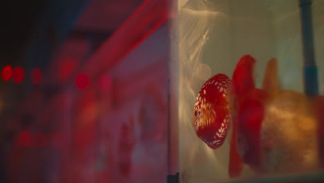 peces rojos en el acuario