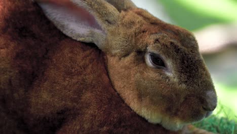 Close-up-shot-of-potrait-Brown-rabbit