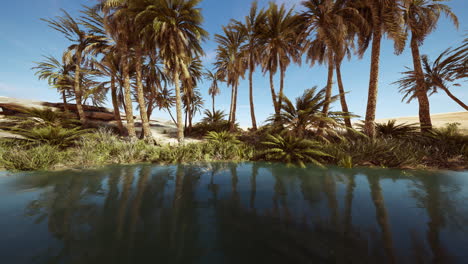 an desert oasis in the oman