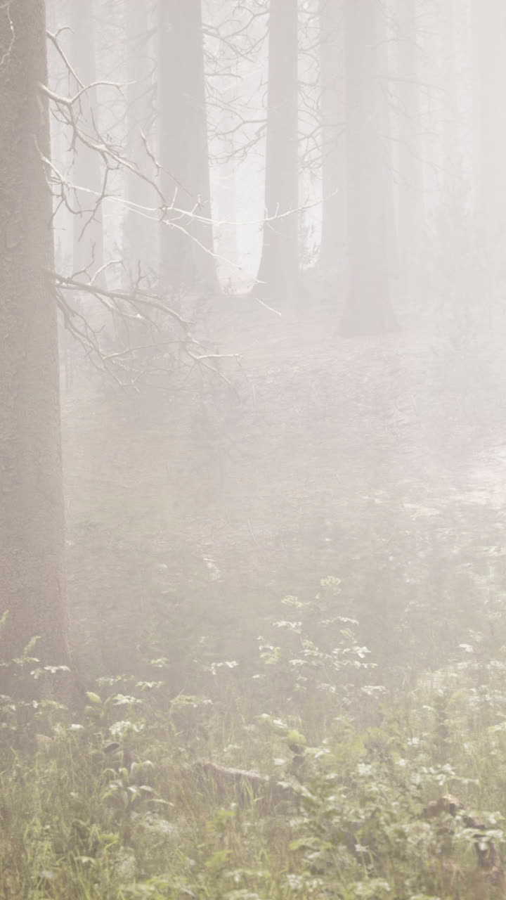 안개가 자욱한 숲