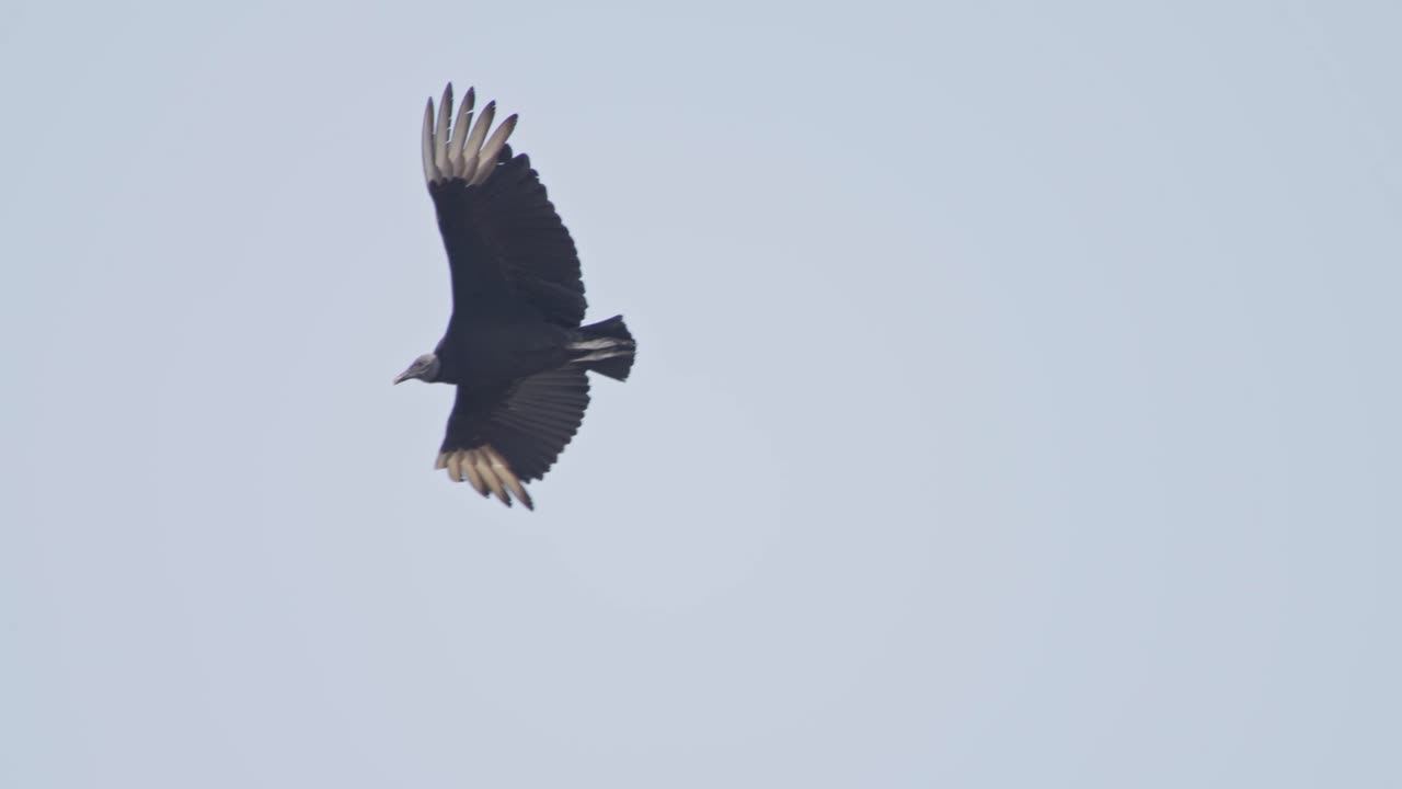 Avvoltoio nero che plana in volo in una giornata di cielo sereno, a simboleggiare libertà e silenzio