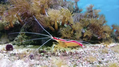 Red-White-Banded-Cleaner-Shrimp-swimming-in-fish-tank