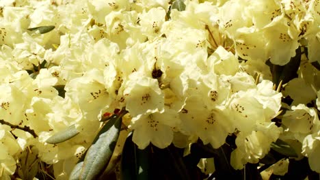 Sommerliche-Gelbe-Blumen,-Die-An-Einem-Schönen-Warmen-Tag-Sanft-Im-Wind-Wehen