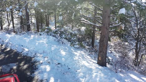 Snowy-Trees-in-Large-Forest---Aerial