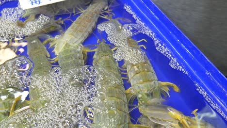 Camarón-Mantis-Fresco,-Vivo-Y-Crudo-En-Un-Cubo-De-Agua-A-La-Venta-En-El-Mercado-De-Pescado-Asiático-De-Tailandia