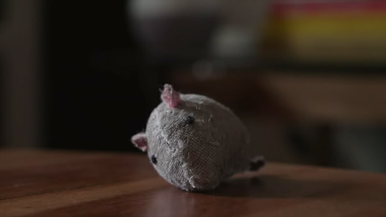 건방진 새끼 고양이는 테이블의 장난감을 두드리기 위해 프레임 밖에서 나타납니다. 장난기 많은 애완 고양이