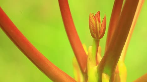un primerísimo plano de una planta tropical verde