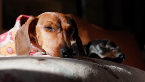 two dachshunds snuggled up in their coats rest peacefully on a couch, enjoying the warmth of winter sunlight.