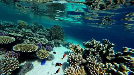 tropical beach and coral reef