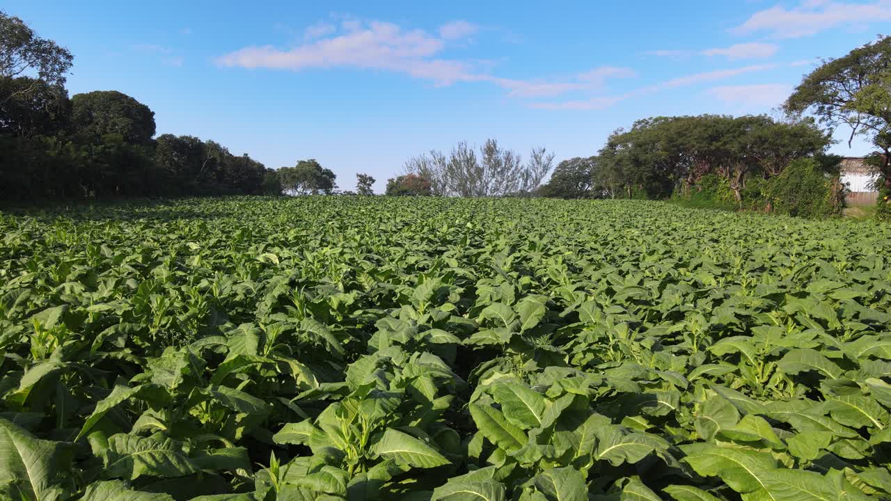 tabaco negro san andres en el valle de comoapan