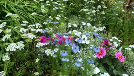 a colorful flower bed in full bloom on a sunny day